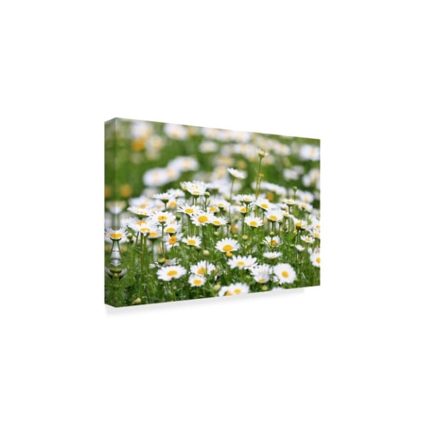 Beata Czyzowska Young 'Field Of Daisies' Canvas Art,16x24